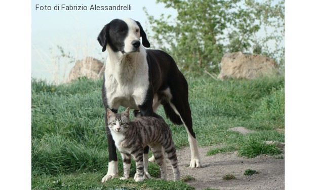 La cooperazione come chiave della selezione naturale